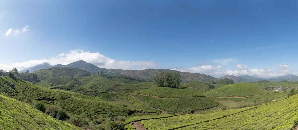 Panorama of green tea plantation terraces and hills near Munnar under a blue sky