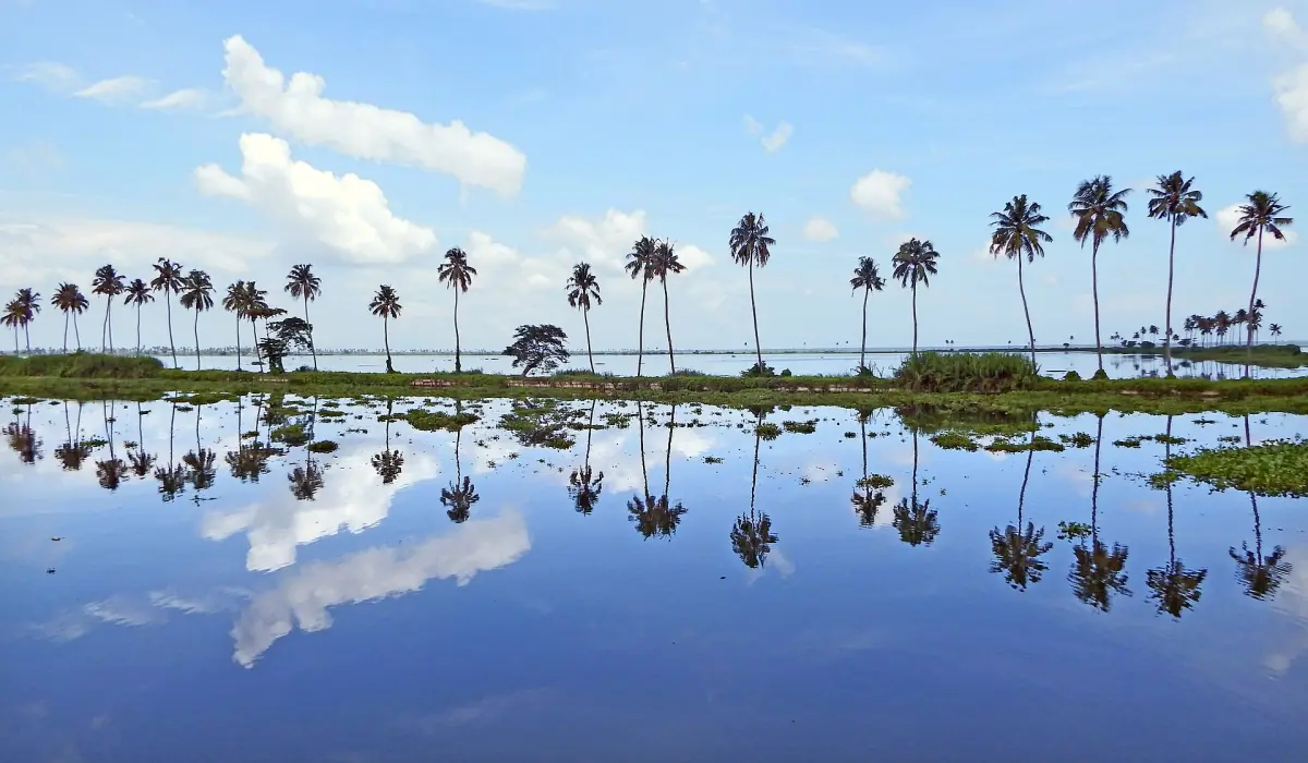 Row of palms and white clouds reflected in still water of Vembanad Lake at Kumarakom